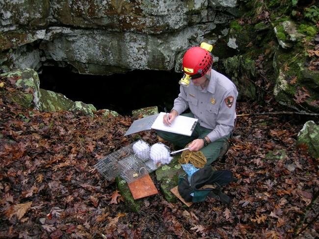 Steve Thomas checks a woodrat trap during monitoring.