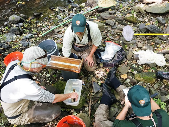 Three fish sampling crewmembers on a streambank measuring fish and recording data