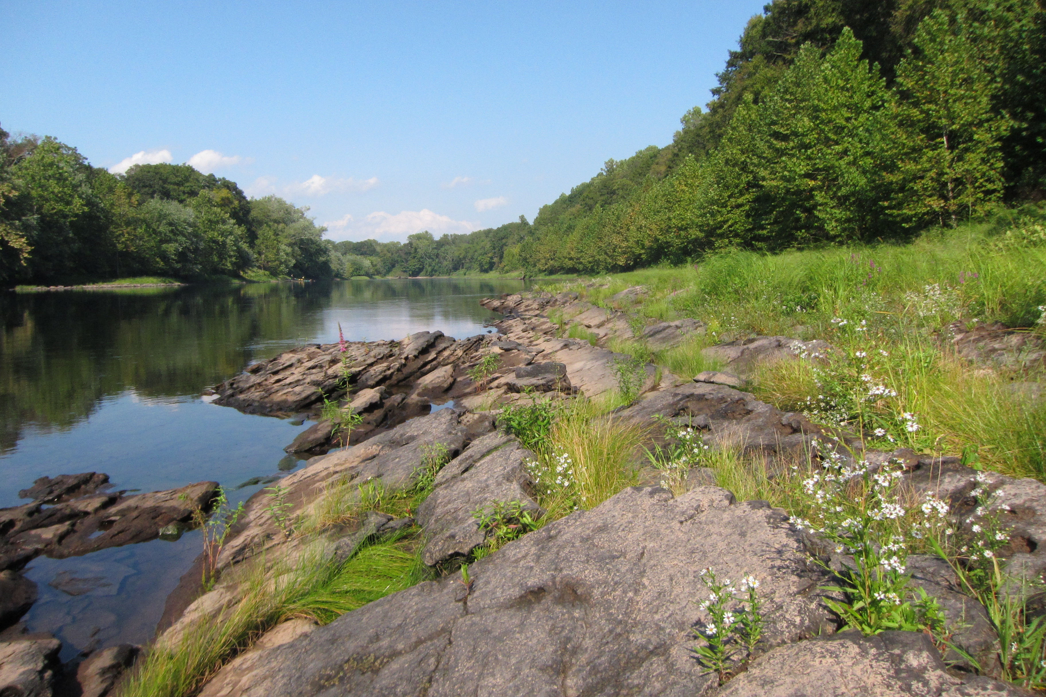 Many unique native plants grow on the Calcareous Riverside Outcrops and Seeps in the Delaware Water Gap National Recreation Area