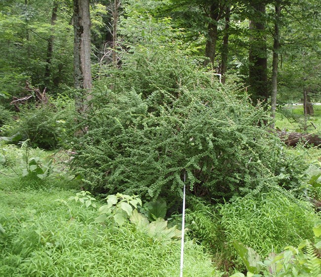 A tape measure stretches from Japanese stiltgrass into a large spiny Japanese barberry shrub