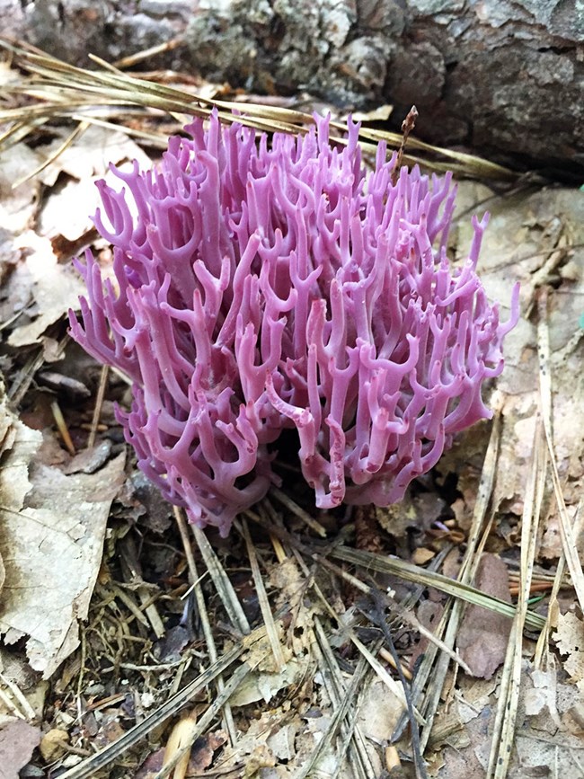 Purple coral fungus growing in leaf litter