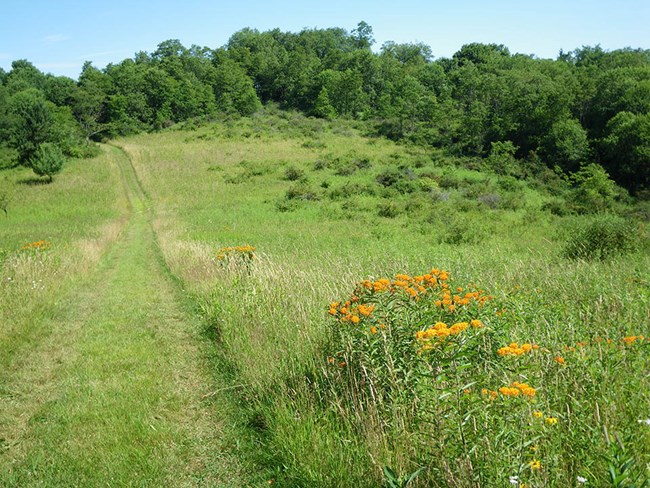Trail through a grassy meadow with wildflowers, surrounded by trees
