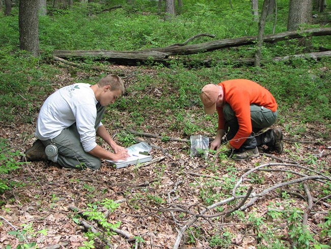Vegetation and Soils monitoring crew at work One person collecting a soil sample while another records data