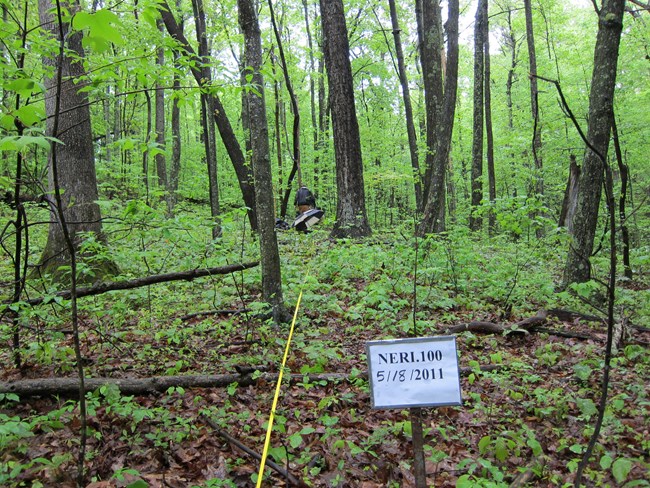 Vegetation monitoring sign in a forest.