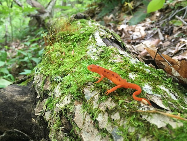 Orange newt with black-ringed red spots, crawling in the forest on top of a log