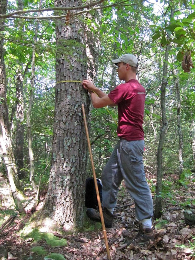 Technician pulling a tape measure around the trunk of a tree
