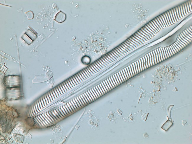 High magnification view of a diatom's cell wall