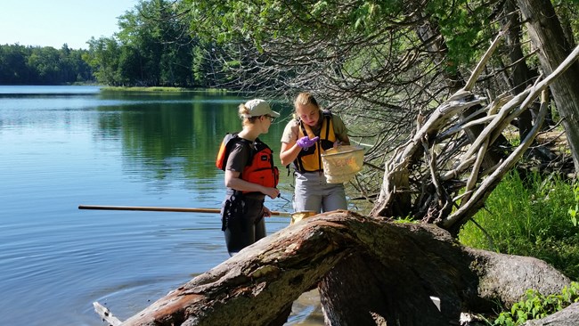 Students search for dragonfly larvae. Two young women stand in the water along a shoreline looking into a white net.