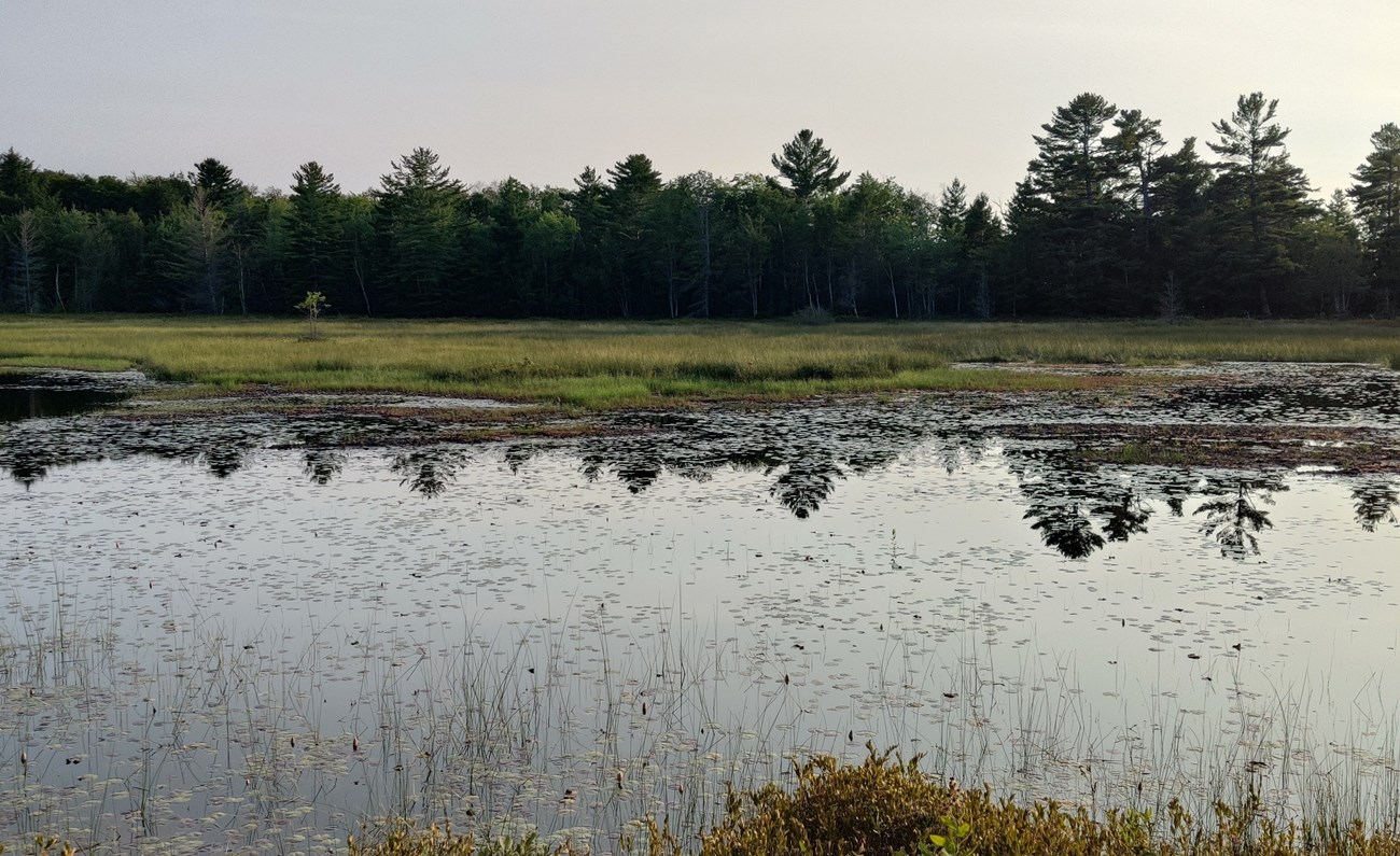 2024 Hester - APIS03_Wetland_20240820_184407 Photo of a wetland in late afternoon or early evening. Water in the foreground is spotted with emergent plants that gradually shut out the water in the background. Conifer trees line the distant shore and are reflected in the water.