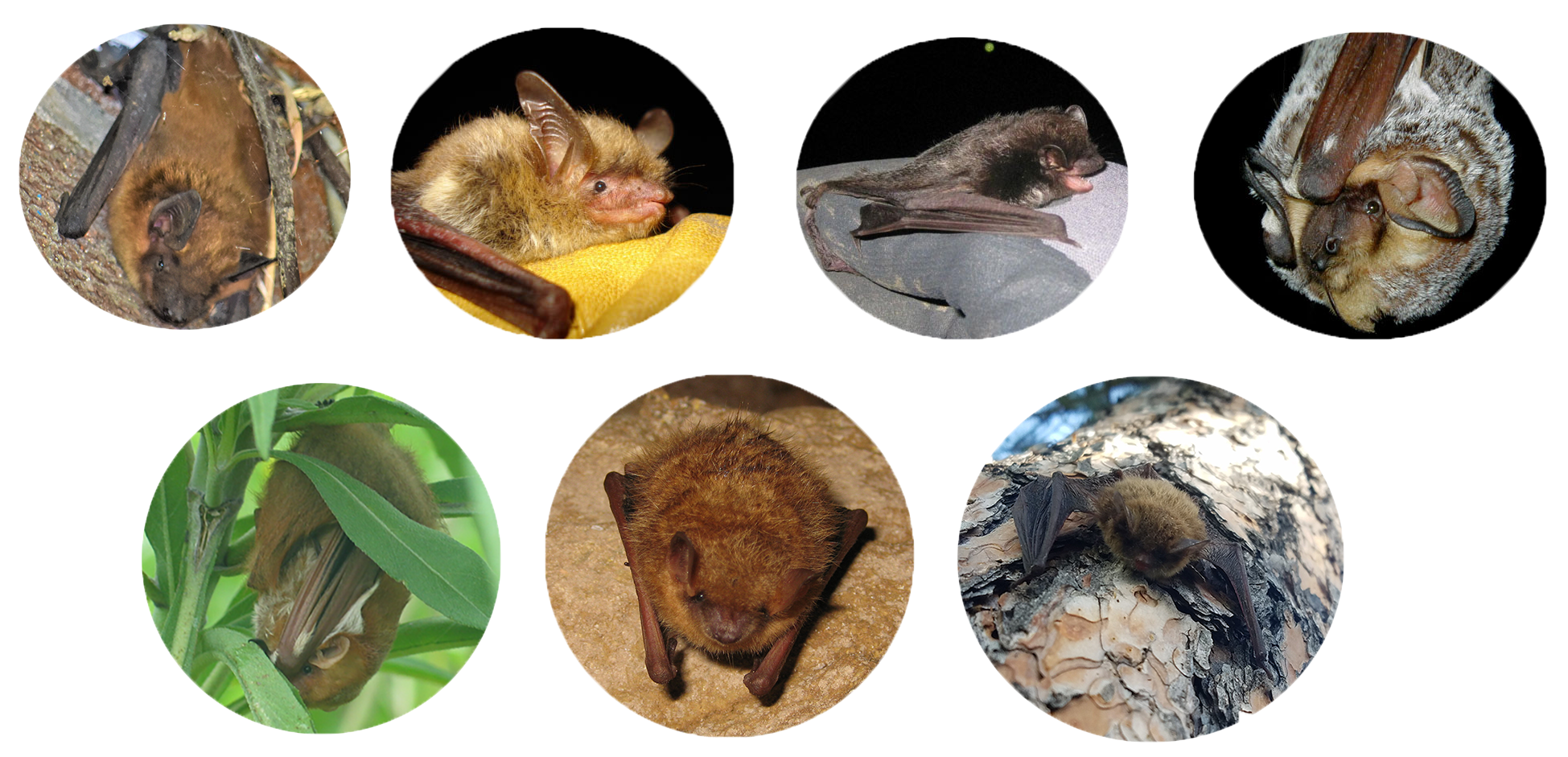APIS_FamilyPhoto2 Seven round photos of individual bats, four on the top line and three below.
