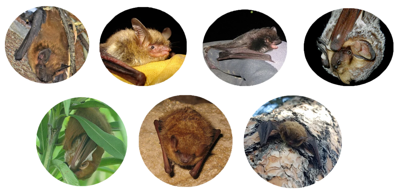 APIS_FamilyPhoto2 Seven round photos of individual bats, four on the top line and three below.