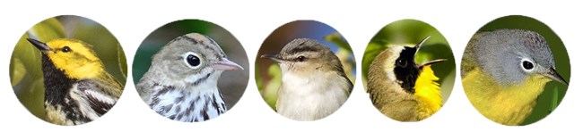 APIS_Top5spp_2018 A panel of five round photos of bird heads.