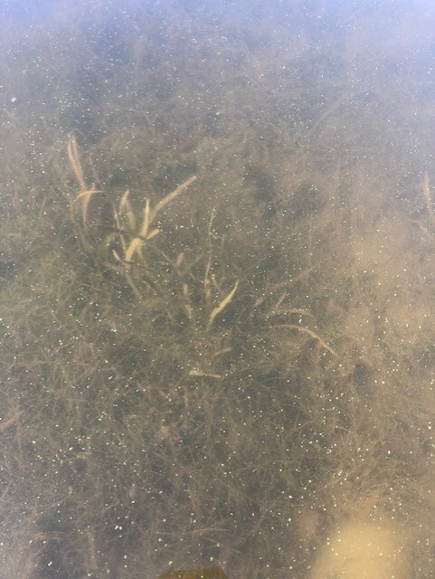 AlgaeFlecks-LkRichie_NPS-L.Isbell White flecks float in water. Plants are visible below the surface.