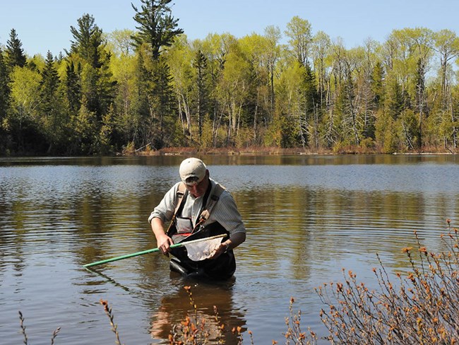 Dipnetting for dragonfly larvae Scientist standing waist-deep in a lake, examining the contents of a dipnet