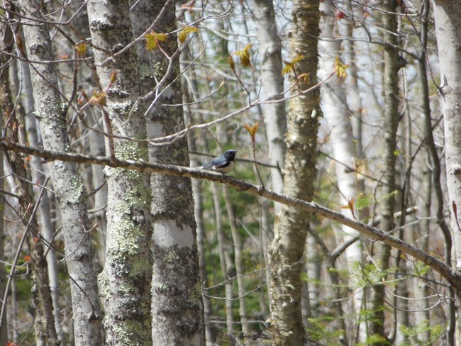 A blue, black, and white bird sits on a branch in a forest just starting to produce leaves.