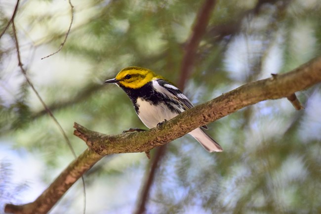 A small bird with a green back, white belly, and black throat sits on a tree branch. A small bird with a green back, white belly, and black throat sits on a tree branch.