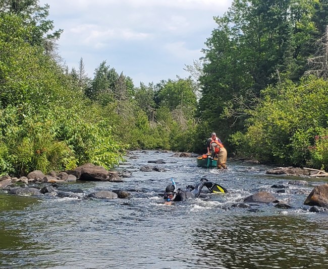 A forested river with rocks in and alongside the stream. A person in a black wetsuit and wearing a snorkel and mask crawls through a shallow rapids while two people in the background stand in the river beside a green canoe.