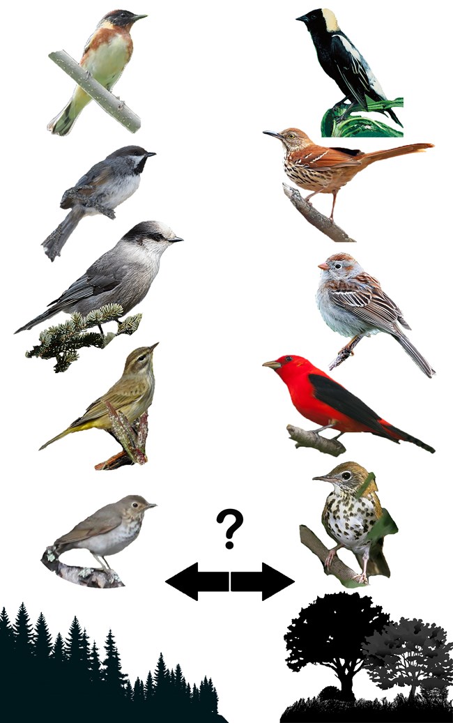 Changes Photos of five birds over a silhouette of a conifer forest are looking to the right, facing five other birds over a silhouette of a hardwood forest. Between the two sets of birds is a question mark over a pair of arrows pointing in opposite directions.