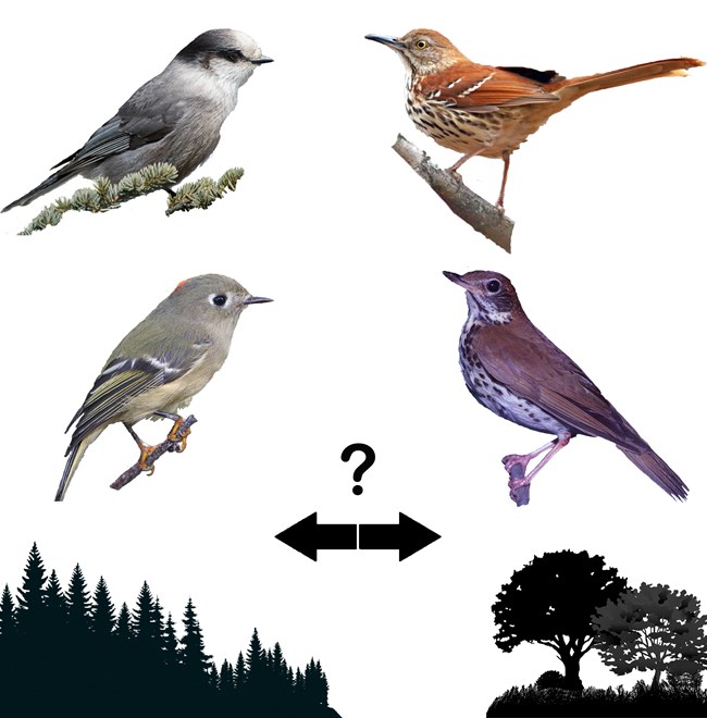 Changes_ISRO Photo of two birds over a silhouette of a conifer forest. They are looking to the right at two other birds over the silhouette of a hardwood forest. Between the four birds is a question mark over a pair of arrows pointing in opposite directions.