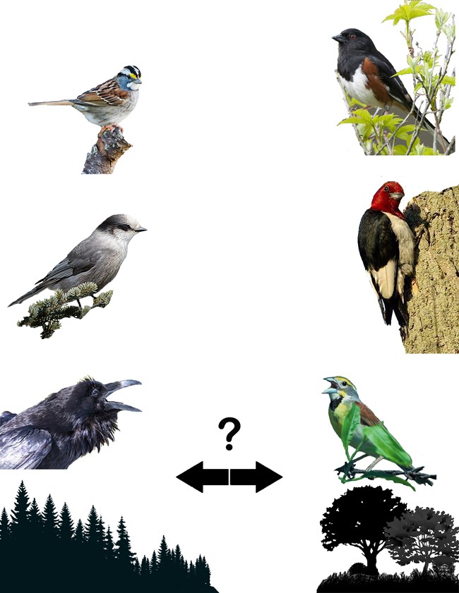 Changes_VOYA Photos of three birds over a silhouette of a conifer forest look to their right at three other birds over a silhouette of a hardwood forest. Between the two sets of birds, a question mark is over a pair of arrows, each pointing in the opposite direction.