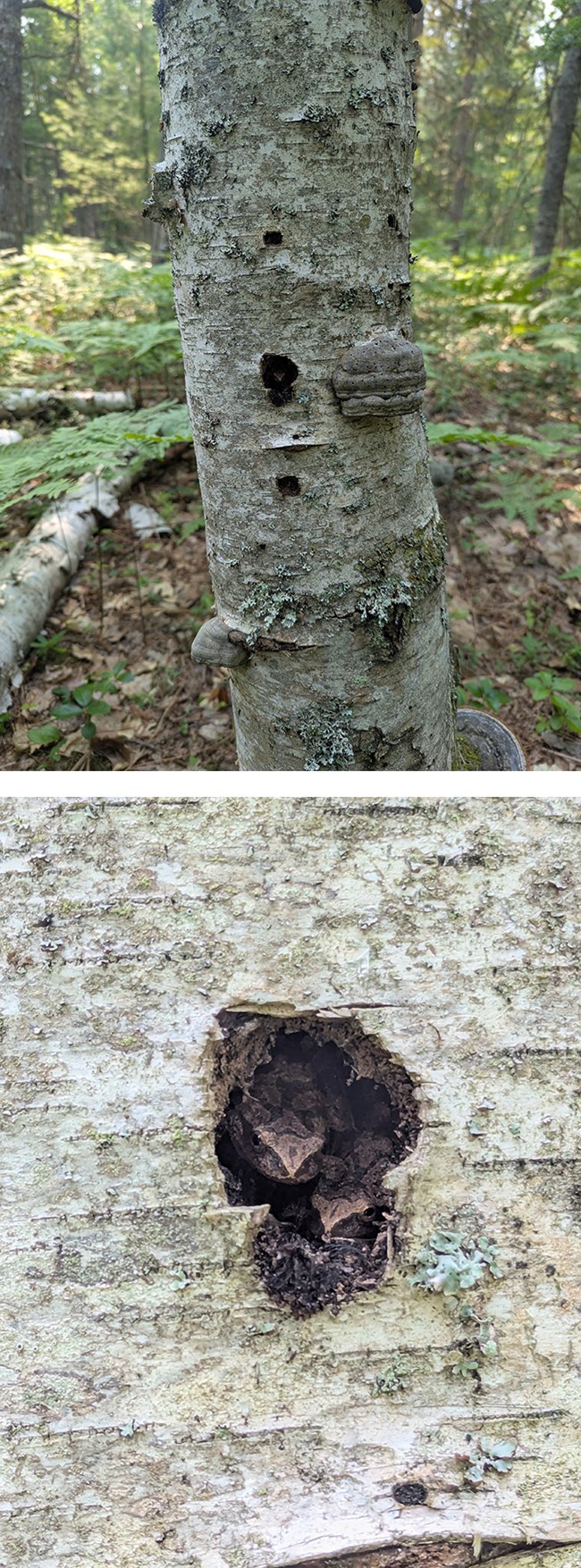 Two pictures of a paper birch tree, the top one showing the tree in the forest with a small hole next to a fungus growing on the bark. The bottom photo is a close up of the hole that reveals two small brown frogs inside.