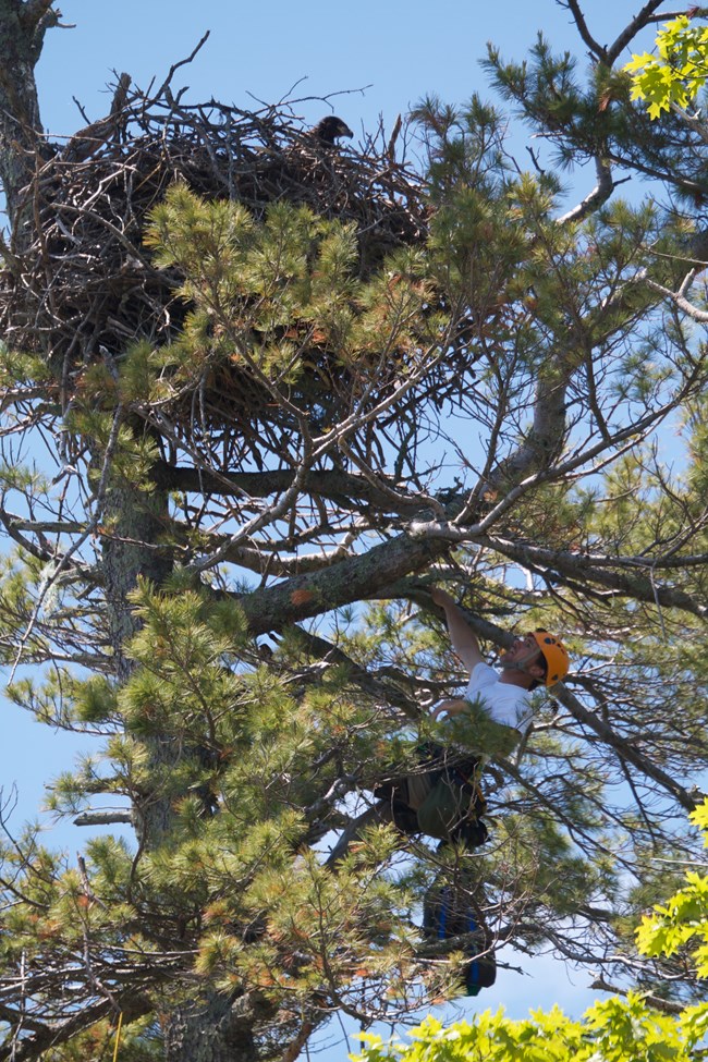 A tree climber pauses below an eagle nest