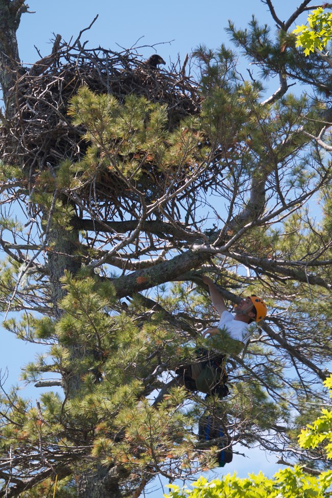 A tree climber pauses below an eagle nest. A tree climber pauses below an eagle nest
