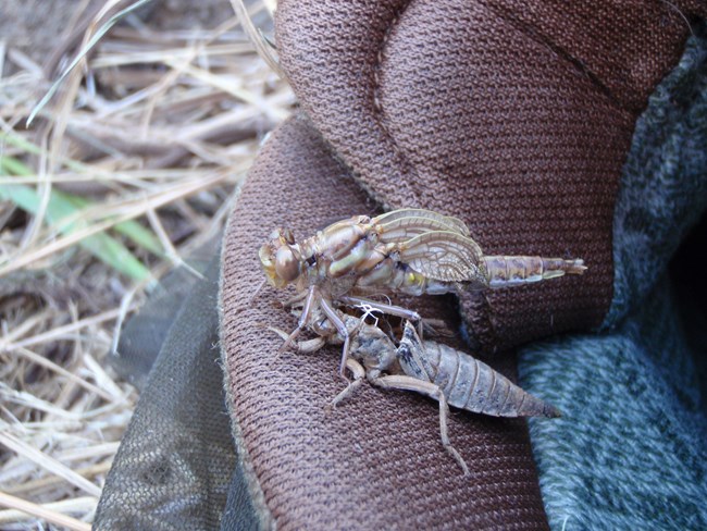 A dragonfly larvae sheds its skin, emerging as a winged adult.