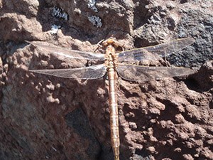A brown-bodied dragonfly perched on a rock with small round bumps on its surface