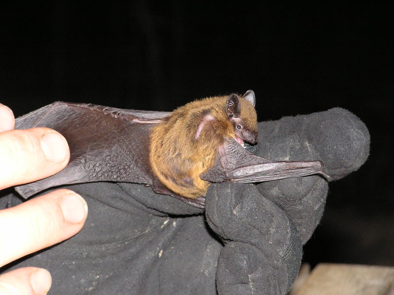 A bat held by a black-gloved hand looks over its right shoulder at the camera. An ungloved hand holds the bat's left wing out.