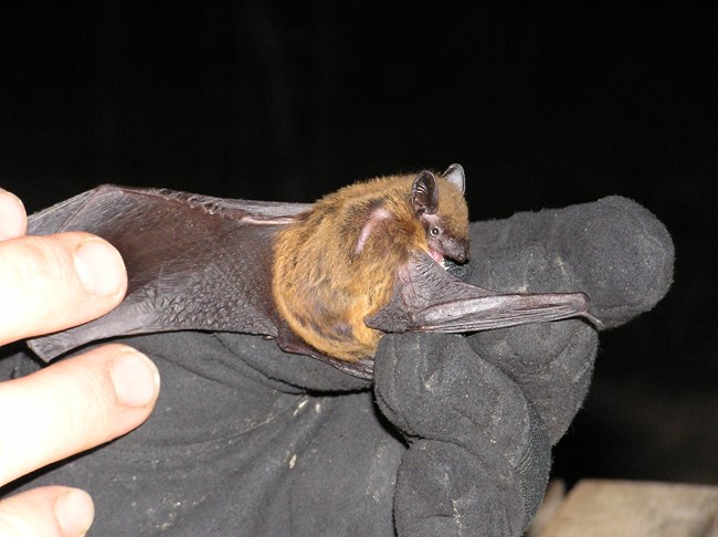 EveningBat_USArmyPhoto A bat held by a black-gloved hand looks over its right shoulder at the camera. An ungloved hand holds the bat's left wing out.