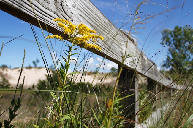 A fence rail and a goldenrod frame a distant dune