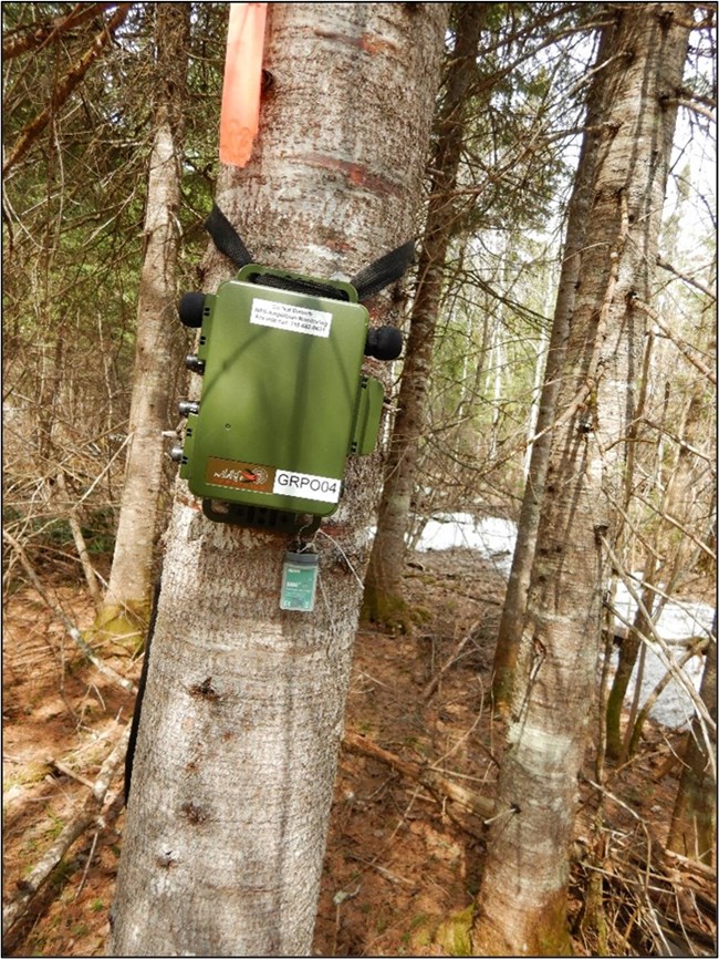 A green box is strapped to the trunk of a conifer tree. A small device in a clear plastic case hangs below it. A patch of snow and leafless trees are visible in the background.