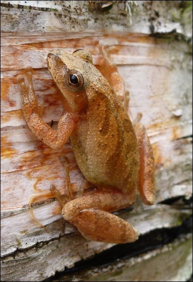 A light brown frog with darker brown lines on its back clings to the trunk of a paper birch tree.