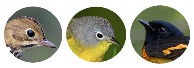 GRPO_Top3 Panel of three round photos of bird heads.