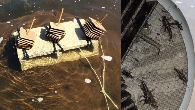 Photos showing (left) three stacks of small, square boards, each held together with a bolt through the middle, sit on a cinder block just above the surface of brass-colored water. On the right, a silver-colored metal tray holds small aquatic insects.