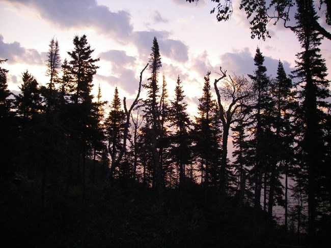 A conifer forest is silhouetted against a dimly lit sky with puffs of purple and orange clouds.