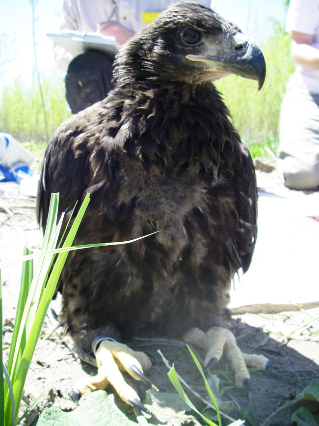 A bald eagle nestling stands on sand with the sun behind him.