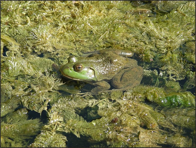 INDU_Bullfrog_byGCasper A large green frog sits on a mate of floating green, spindly-leaved plants.