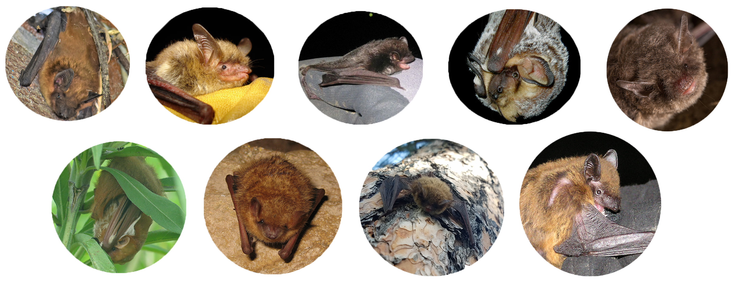 INDU_FamilyPhoto Nine round photos of individual bats, five on the top line and four below.