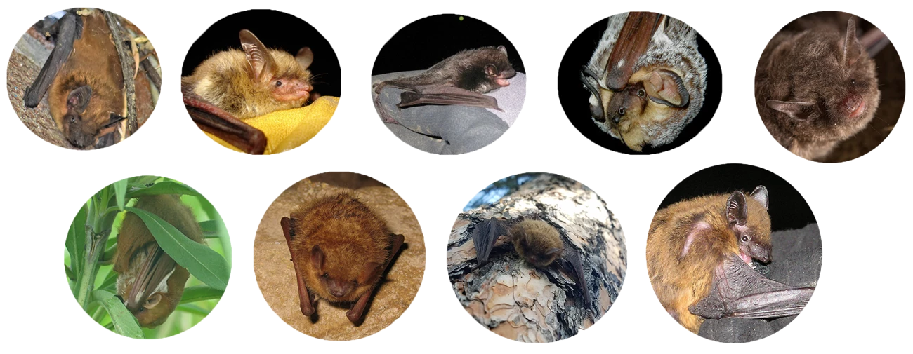 INDU_FamilyPhoto Nine round photos of individual bats, five on the top line and four below.