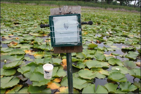 INDU_Recorder A green box connected to a board is attached to a metal post that stands in a pond full of lilypads. A white cup hangs below the board.