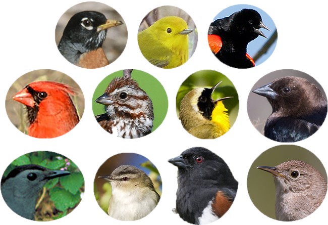 A panel of 11 round photos of bird heads.