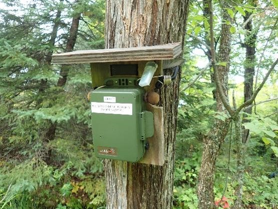 A green box attached to a board with a narrow roof overhead is strapped to the trunk of a tree. A small device in a clear plastic case hangs from the underside of the roof. Green-leaved trees and some conifers are visible in the background.