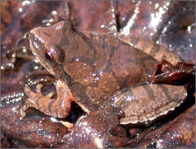 A brown frog with darker brown lines sits on a pile of wet leaves. The frog's eye has some red color.