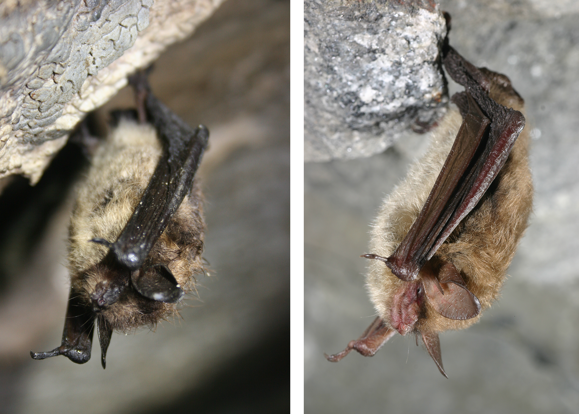 LBB-NLEB Side-by-side photos of bats hanging upside down. The one on the left (little brown bat) has darker ears, face, and arms than the long-eared bat on the right.