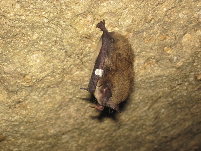 A small brown bat with an aluminum tag on its arm clings to a rock upside down.