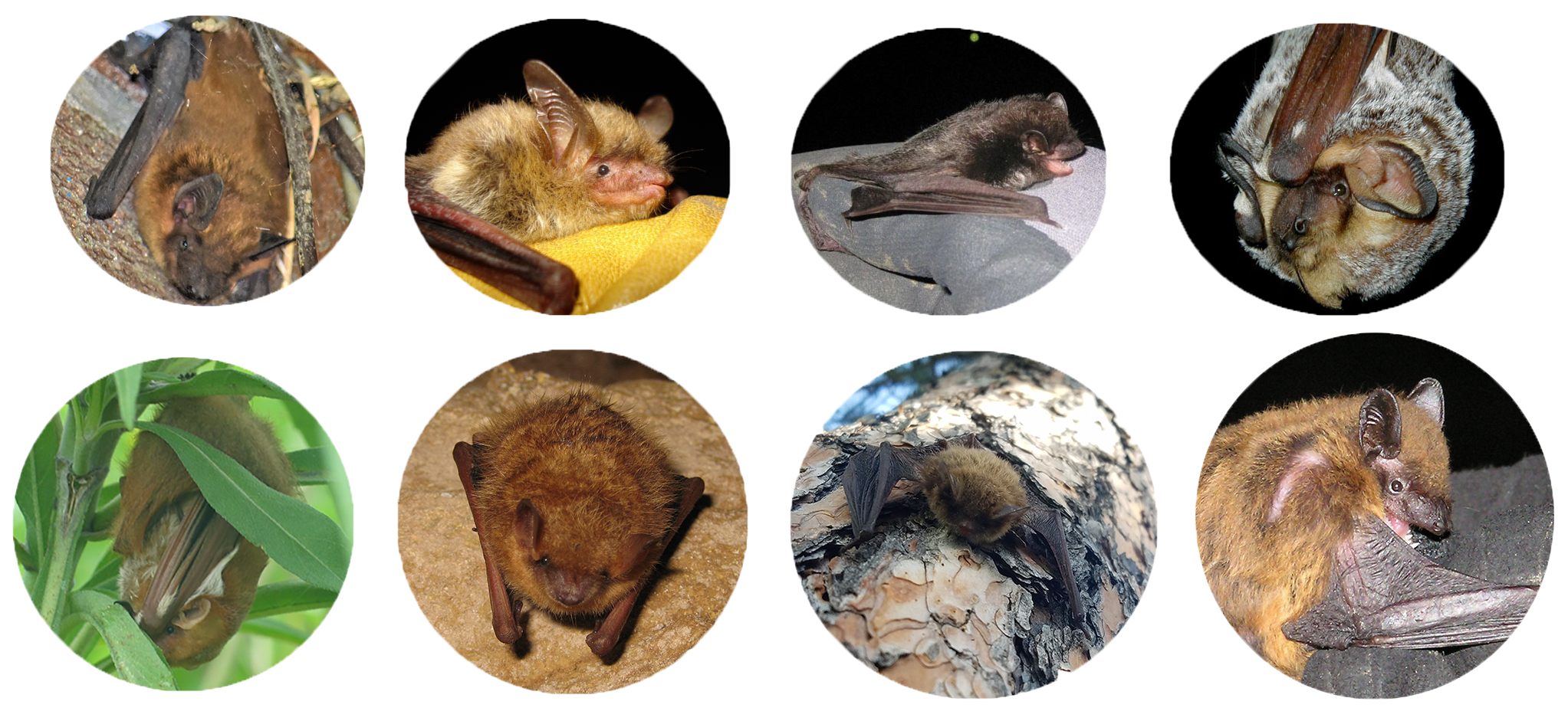 MISS_FamilyPhoto Eight round photos of individual bats, four on the top line and four below.