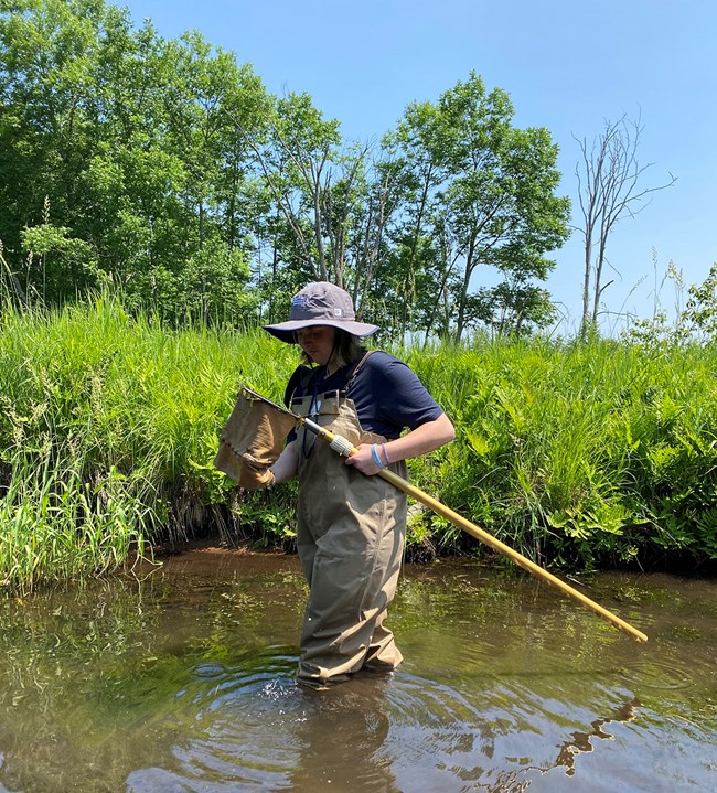 A person wearing waders and a broad-brimmed hat looks into a long-handled net while standing in shallow water. Grasses and trees are behind them.