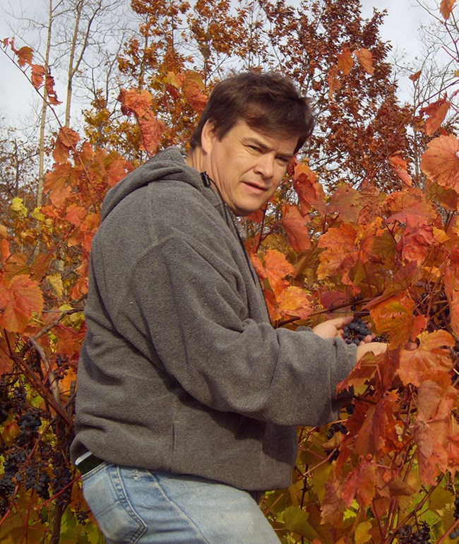 a man holds a bundle of grapes on the vine